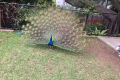 TARANGA ZOO PEACOCK SYDNEY